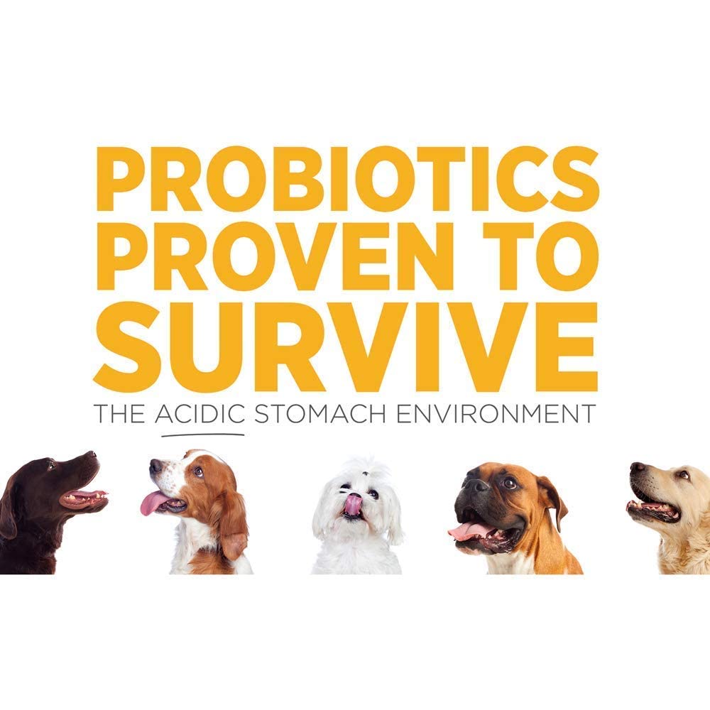SAM-e Digestive and Immune Supplement J465
