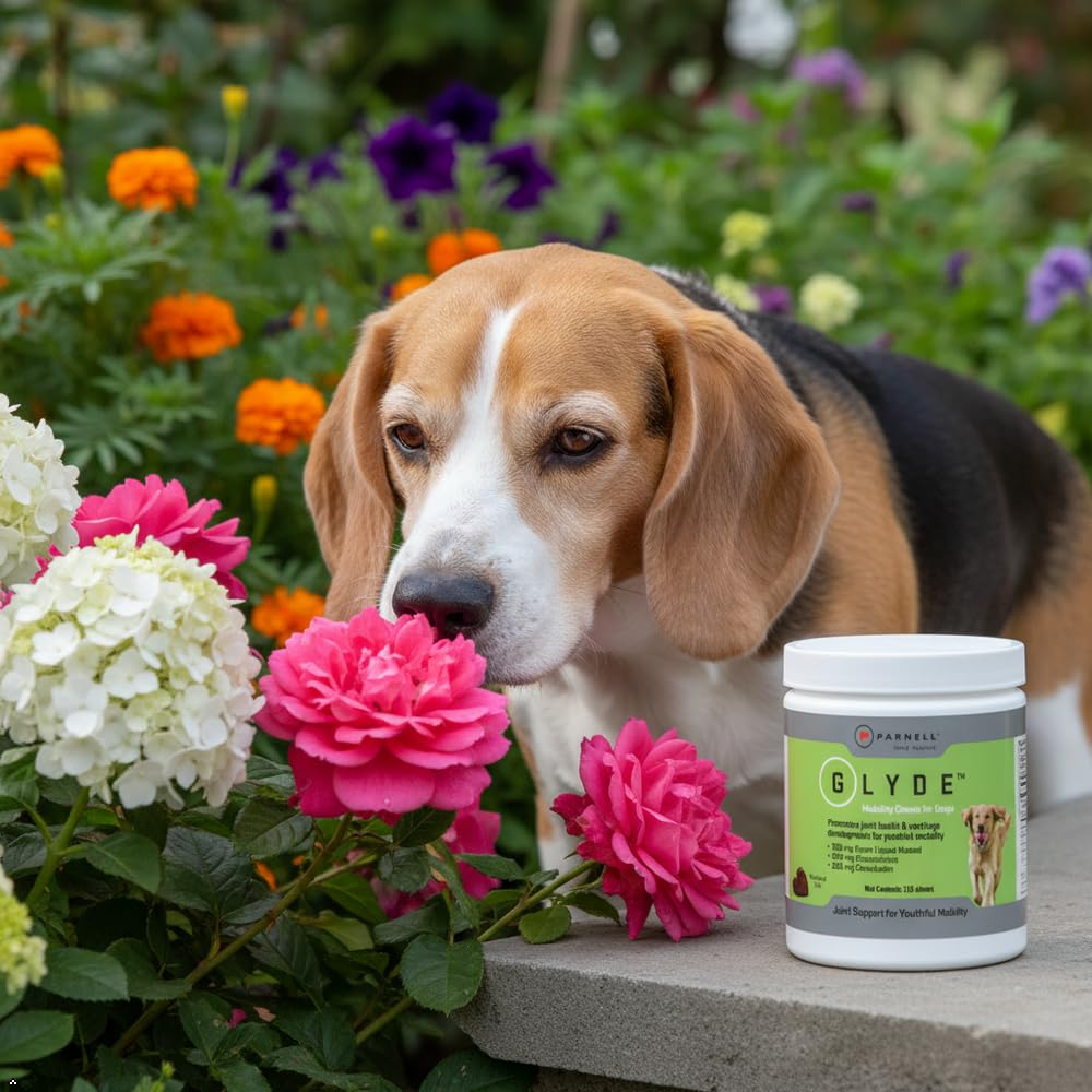 Hip & Joint Supplement for Dogs, 120 Chews T710458