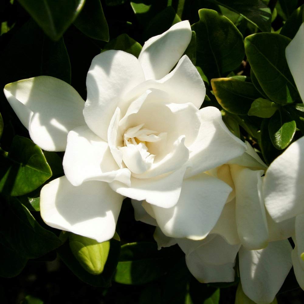2 Gallon Fragrant White Blooms Flowering Evergreen Shrub T9048