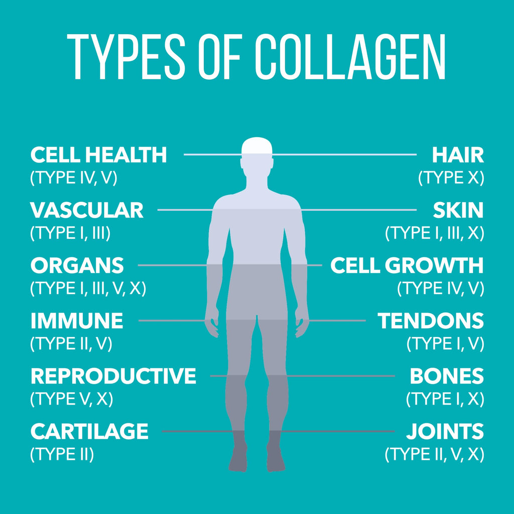 Chocolate Collagen Peptides Powder N9698