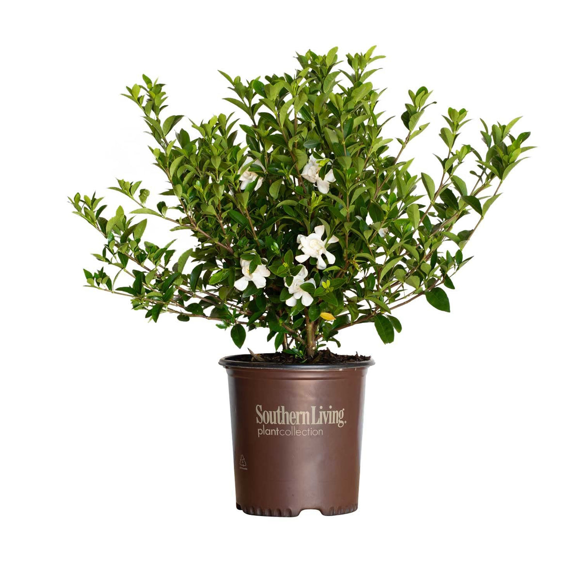 2 Gallon Fragrant White Blooms Flowering Evergreen Shrub T9048