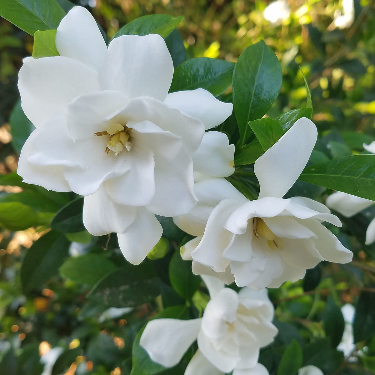 2 Gallon Fragrant White Blooms Flowering Evergreen Shrub T9048