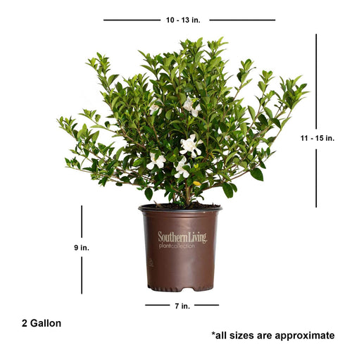 2 Gallon Fragrant White Blooms Flowering Evergreen Shrub T9048