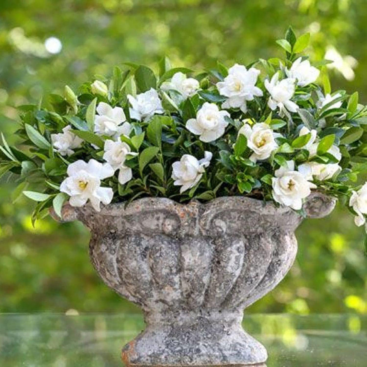 2 Gallon Fragrant White Blooms Flowering Evergreen Shrub T9048