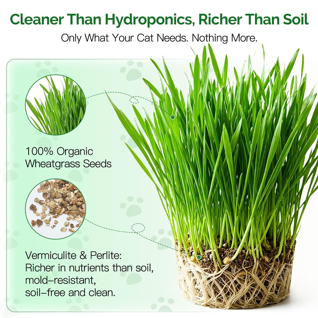 4 Can Cat Grass Kit with Non-GMO Organic Wheat Seeds D5394