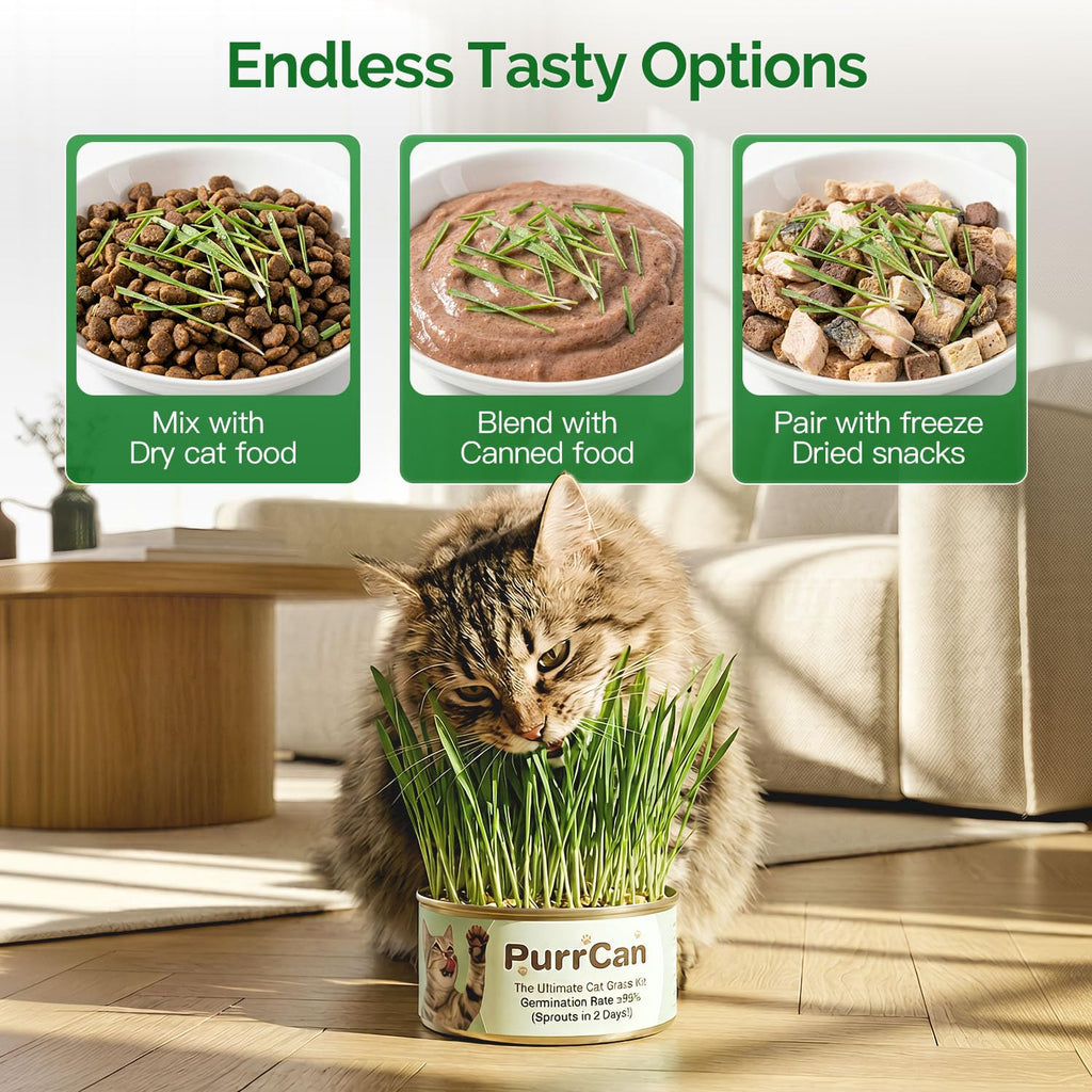 4 Can Cat Grass Kit with Non-GMO Organic Wheat Seeds D5394