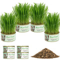 4 Can Cat Grass Kit with Non-GMO Organic Wheat Seeds D5394