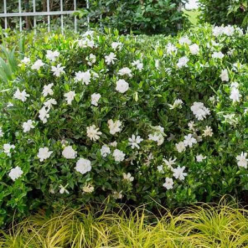 2 Gallon Fragrant White Blooms Flowering Evergreen Shrub T9048
