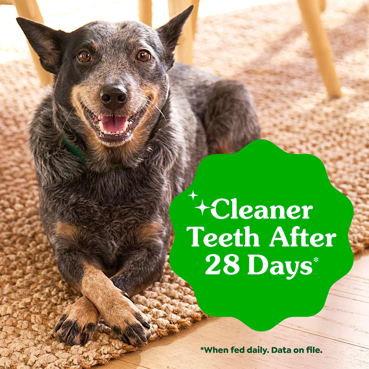 Mint Original Blueberry Dental Dog Treats 60 Count Y733